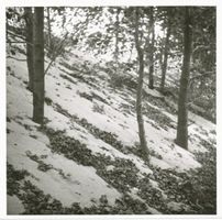  Kurische Nehrung, Unter der Wanderdüne sterbender Wald III Kurische Nehrung, Dünen