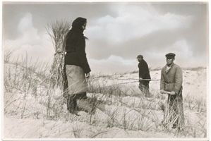 Pillkoppen, Kreis Samland Pillkoppen, Bepflanzen der Vordüne mit Strandhafer Kurische Nehrung, Dünen