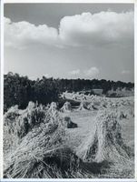  Masuren, Kornfeld Мазуры, хлебное поле