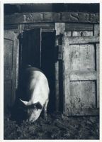  Kurische Nehrung, Schweinestall Куршская коса, свинарник