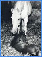 Groß Trakehnen, Kreis Ebenrode Groß Trakehnen, Trakehner Stute mit Fohlen 
