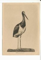 Rossitten Kr. Samland, Kreis Samland Rossitten Kr. Samland, Vogelwarte, Schwarzstorch 