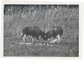  Kurische Nehrung,  Zwei junge Elche, ein Sechsender und ein Gabler III Elche
