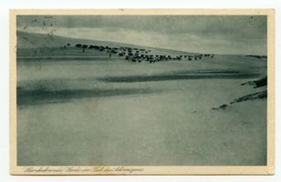  Kurische Nehrung, Heimkehrende Herde im Tal des Schweigens Куршская коса, возвращающиеся стада в Долине молчания