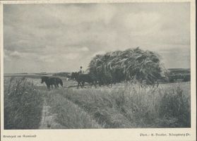  Samland, Erntezeit im Samland 