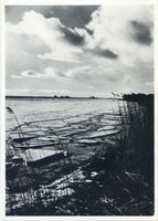  Frisches Haff, Aufbrechendes Eis auf dem Pregel nahe der Mündung ins Frische Haff 