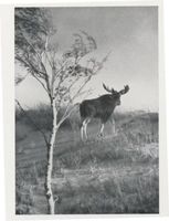  Kurische Nehrung,Elk steigt hinauf auf einen Sandhügel Elche
