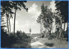  Frische Nehrung, Waldlandschaft bei Pillau 