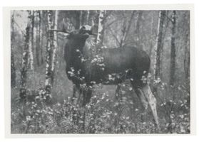  Kurische Nehrung, Flämenter Elch Куршская коса, токующий лось