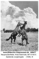 Neupreußenfelde, Kreis Ebenrode 