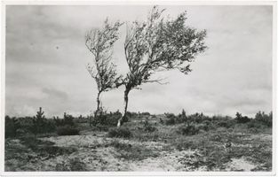 Sarkau, Kreis Samland Sarkau, Birken auf der Seedüne Заркау, берёзы на морской дюне