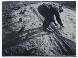  Kurische Nehrung, Krähenbeißer II Kurische Nehrung, Krähenfang