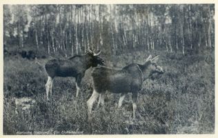  Kurische Nehrung, Elchehepaar Куршская коса, пара лосей