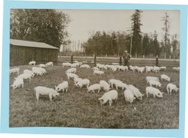 Schakenhof, Kreis Gerdauen Schakenhof, Gut, Junge Schweine auf der Weide 