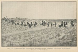 Schwarzort, Kreis Memel Schwarzort, Arbeiterinnen beim Kiefernpflanzen auf durch Sandgras befestigten Wanderdünen bei Schwarzort Kurische Nehrung, Dünen