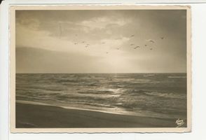  Kurische Nehrung,  Möwen der Kurischen Nehrung 