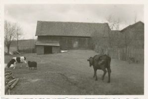  Masuren, Altes Gehöft mit Kühen und Schaf 