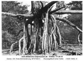 Dünen (Kr. Elchniederung), Kreis Elchniederung 