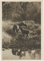  Kurische Nehrung, Elchkuh mit Kalb Elche