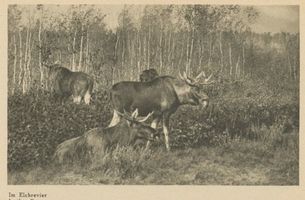  Kurische Nehrung, Im Elchrevier Куршская коса, в лосиных угодьях
