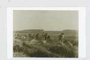 Obrotten, Kreis Samland Obrotten, Erntefeld des Gutes Landwirtschaft in Ostpreußen