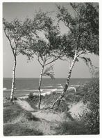 Palmnicken, Kreis Samland Palmnicken, Samlandküste bei Palmnicken II Пальмниккен, самбийское побережье у Пальмниккен, II