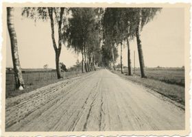 Haffwerder, Ort, Kreis Labiau Haffwerder, Birkenallee 