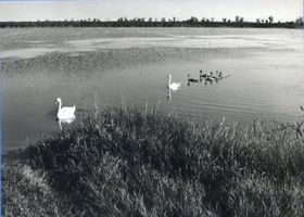  Rominter Heide, Wystiter See 1995 