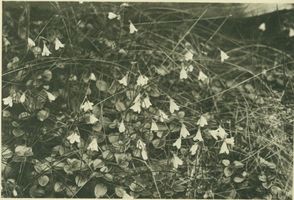  Kurisches Haff, Nordische Linnaea 