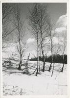  Samland, Birken im Schnee 