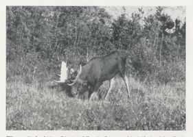  Kurische Nehrung, Elch  Elk  der Schaufler vom Meer XIII Elche