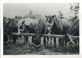 Wehlau, Kreis Wehlau Wehlau, Pferdemarkt, Pferde Wehlau, Pferdemarkt