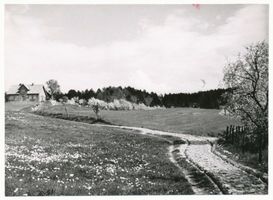  Krs. Elbing, Elbinger Höhe, Frühlingslandschaft bei Lenzen Frische Nehrung - Frisches Haff