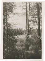  Masuren, Sumpfwald Мазуры, болотистый лес