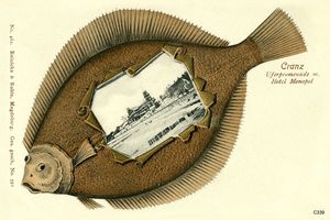 Cranz Kr. Samland, Ort, Kreis Samland 