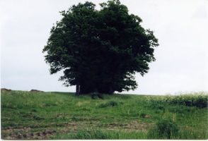 Meschenhof, Kreis Tilsit-Ragnit Meschenhof (Malinowka/Griwino), Eichenweg in Gut Meschken 