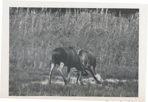 Kurische Nehrung, Zwei junge Elche, ein Sechsender und ein Gabler IV Elche
