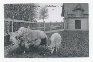 Königsberg (Pr.), Stadtkreis Königsberg Hufenallee