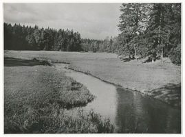  Rominter Heide, Die Rominte VIII 