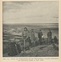  Kurische Nehrung, Setzen des Rohrbestecks auf den Wanderdünen zwischen Süderspitze und Schwarzort Kurische Nehrung, Dünen