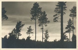  Masuren, Masurische Kiefern II Мазурия, мазурские сосны, II