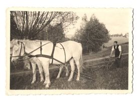 Argenbrück, Kreis Tilsit-Ragnit Argenbrück, Feldbestellung bei Grickschat, Landarbeiter beim Pflügen Landwirtschaft in Ostpreußen