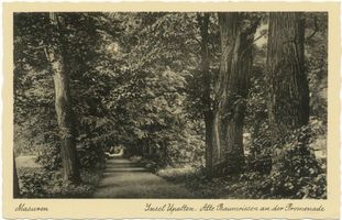  Upalten-Insel, Alte Baumriesen an der Promenade 