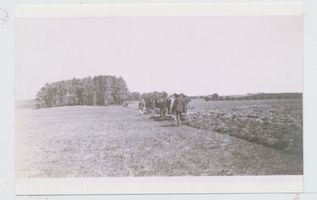 Obrotten, Kreis Samland Obrotten, Gut, Feldarbeit auf der Flur hinter dem Friedhof Landwirtschaft in Ostpreußen