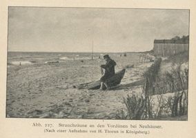 Neuhäuser, Kreis Samland Neuhäuser, Srauchzäune an den Vordünen bei Neuhäuser 