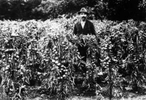 Groß Scharlack, Kreis Labiau Groß Scharlack, Tomatenzucht, Gärtner Witt Гросс-Шарлак, разведение томатов, садовник Витт