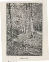 Rauschen Kr. Samland, Kreis Samland Rauschen Kr. Samland, Das Lachsbachtal 