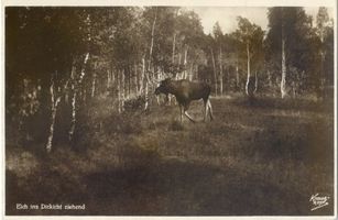  Kurische Nehrung, Elch ins Dickicht ziehend Elche