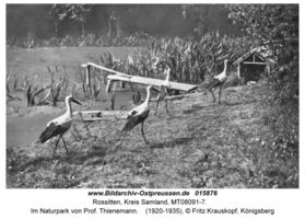 Rossitten Kr. Samland, Kreis Samland 