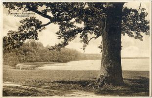Niedersee, Kreis Sensburg Rudczanny, Königseiche Рудчанни, Королевский дуб